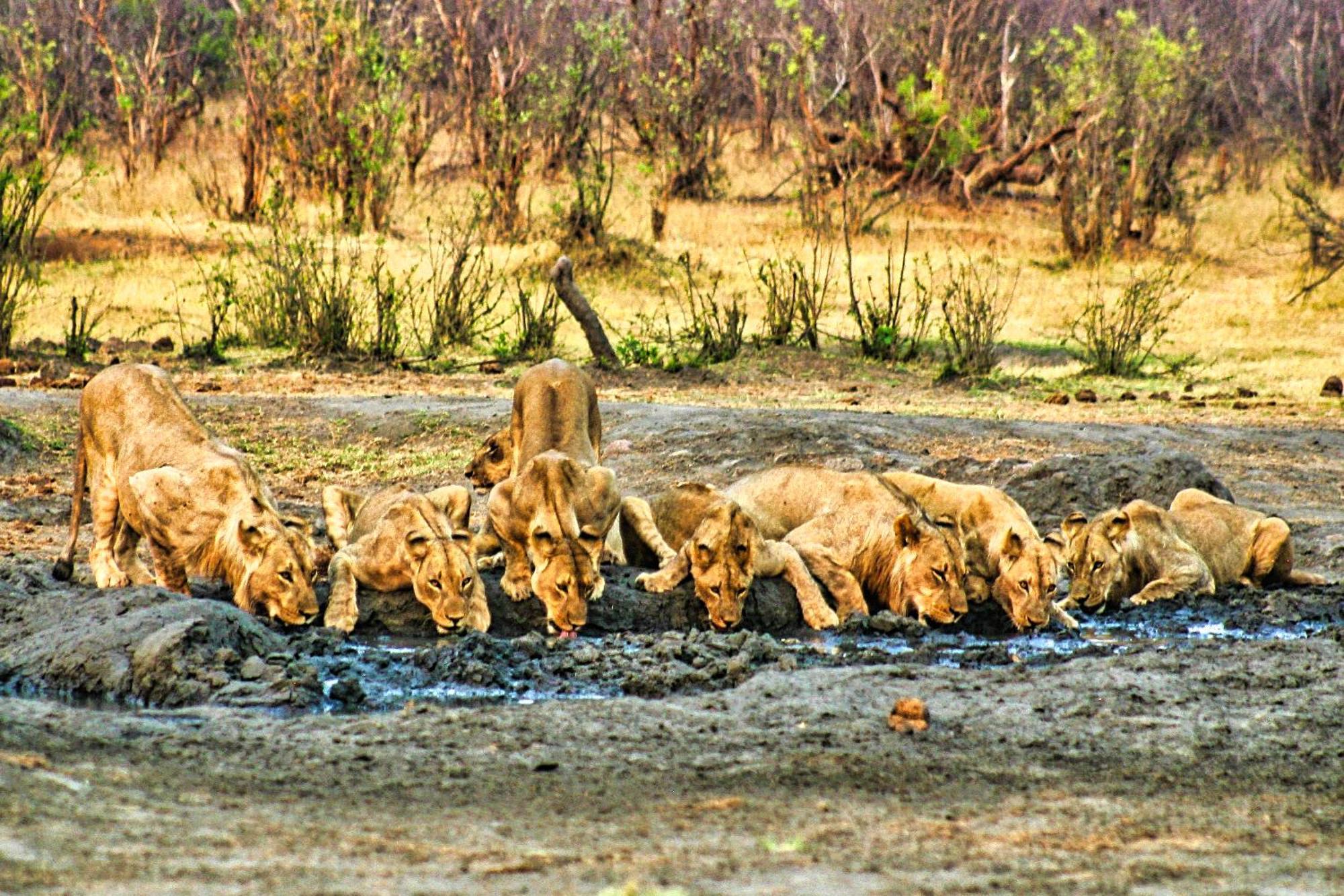 Room In Villa - Zambezi Family Lodge - Elephant Room Victoria Falls Exteriör bild